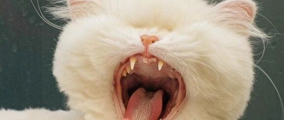 无良宠物店害美猫双目失明，遇见真命主人后猫生竟发生彻底性反转！