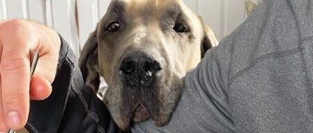 收养180斤大丹当护卫!没想到却“胆小如鼠”!竟连树叶都害怕：呜呜…好吓狗啦