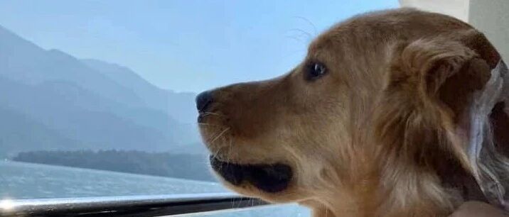 金毛锁定靓妹开始翻滚接近，超强搭讪方式震惊老妈：平时跟它爸没学好？