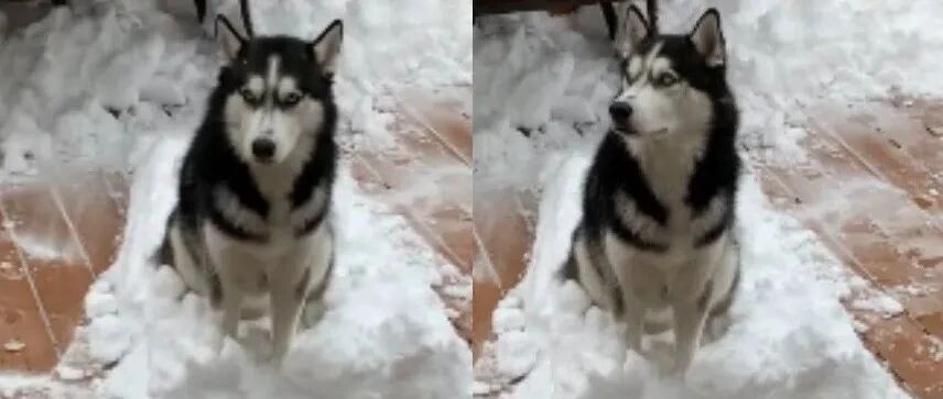 二哈看主人除雪，它竟一屁股坐在雪堆里不走：有种把我也铲了！