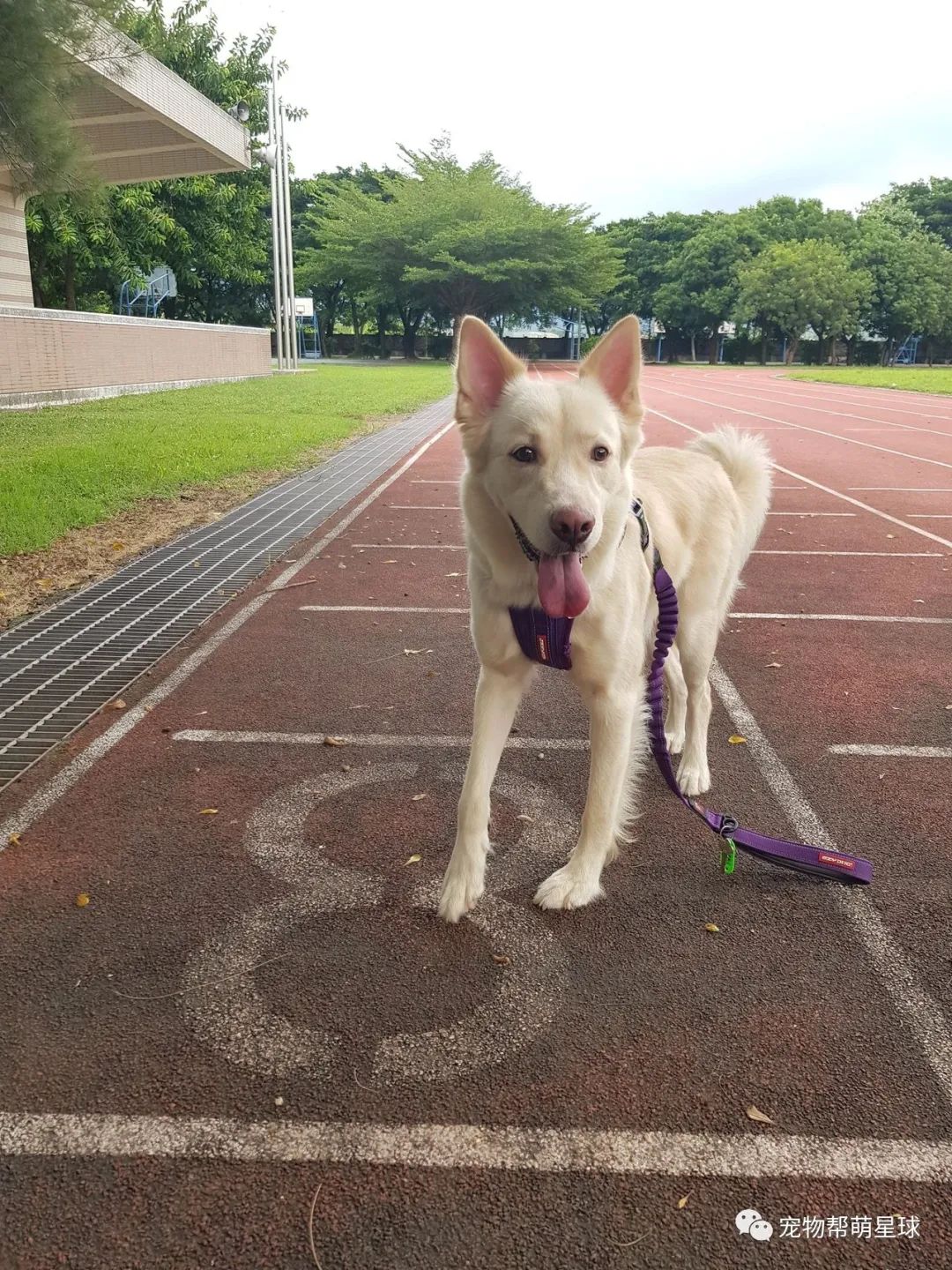 狗狗以為被媽媽帶出去玩超開心，結果見熟悉道路後立馬哭出聲：有人救狗嗎！ 寵物 第8張