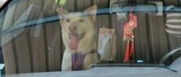 狗狗以为被妈妈带出去玩超开心，结果见熟悉道路后立马哭出声：有人救狗吗！