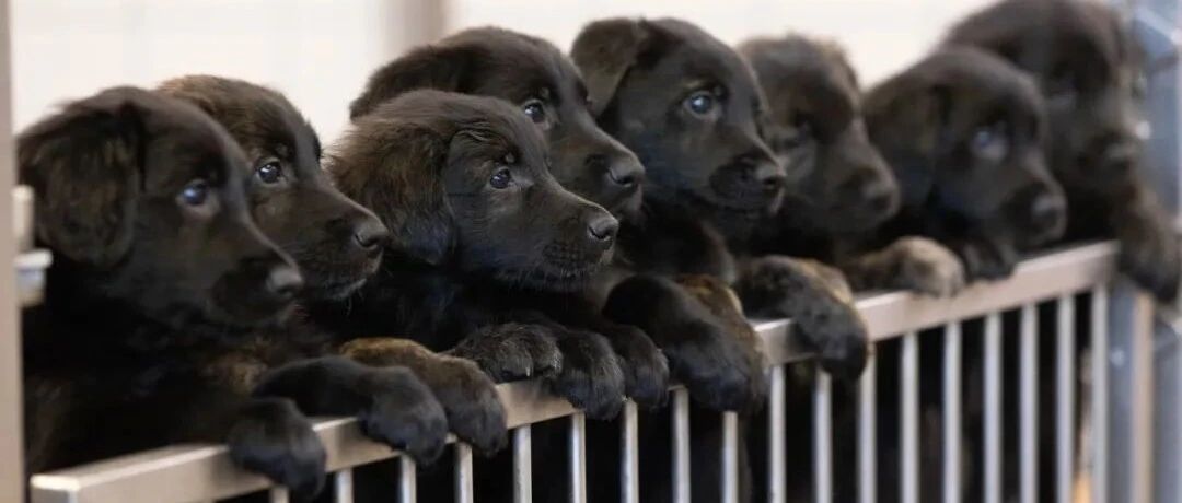 德牧和金毛一次生了16只宝宝！全部成了导盲犬预备队！