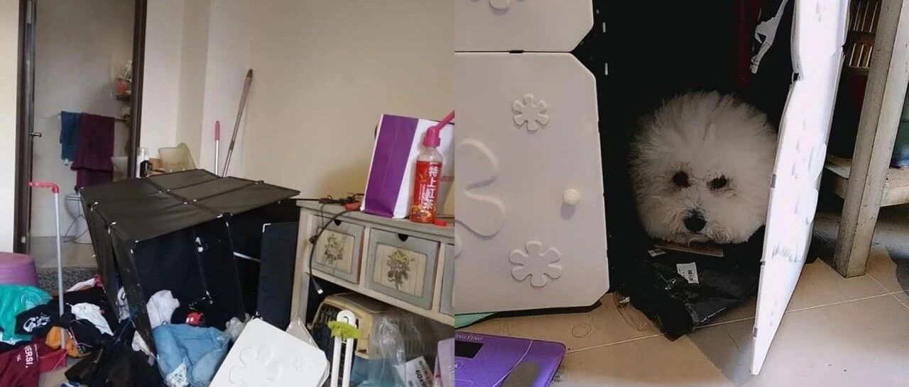 回家惊见衣柜倒翻在地，以为地震！下秒见狗狗躲在角落瑟瑟发抖，妈秒懂原因！