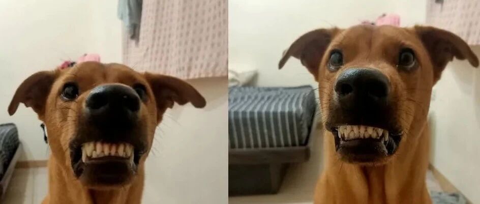 暴躁狗狗面对肉肉时，铲屎官爆笑：请你克制你的口水！