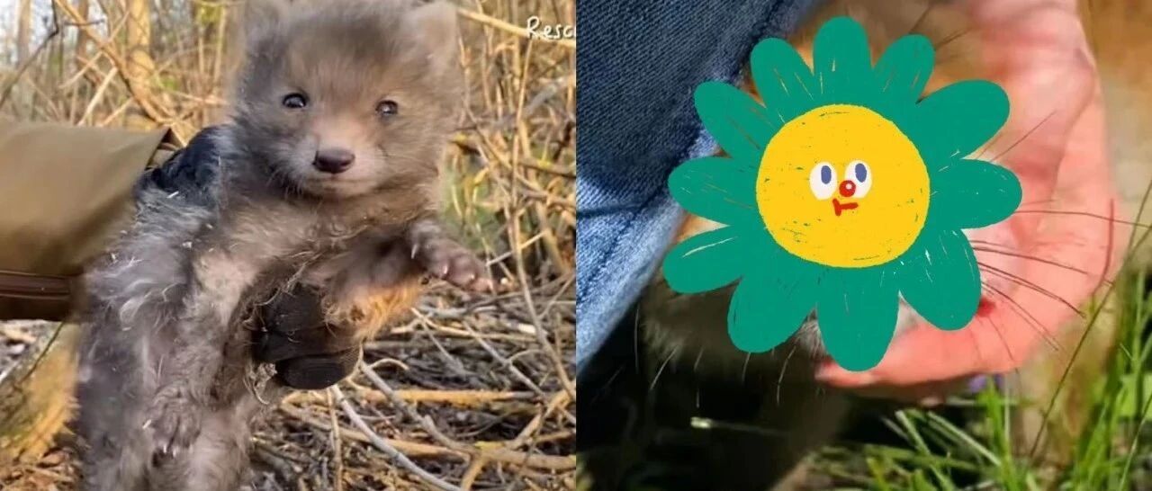 带狗树林散步巧遇被困小汪，救起收养三周后它竟露出野兽真面目！