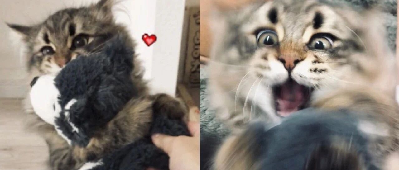 猫咪收到毛绒礼物超开心，张嘴扑抱兴奋到模糊萌翻全网：最爱主人咯!