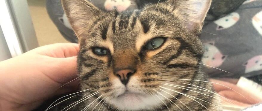 猫咪在主人孕期一直做“暖窝”令她感动，可小主人到家后它竟这样对待！