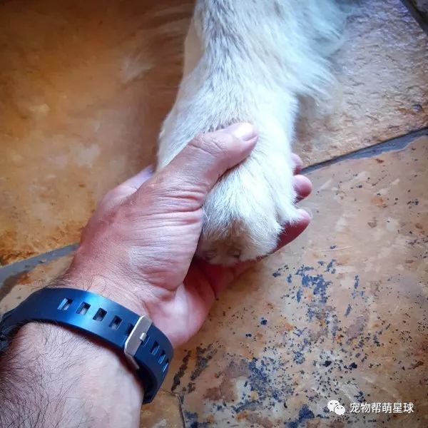 男子辭工作帶愛犬遊南美遭多人反對！他這樣回應…… 寵物 第5張