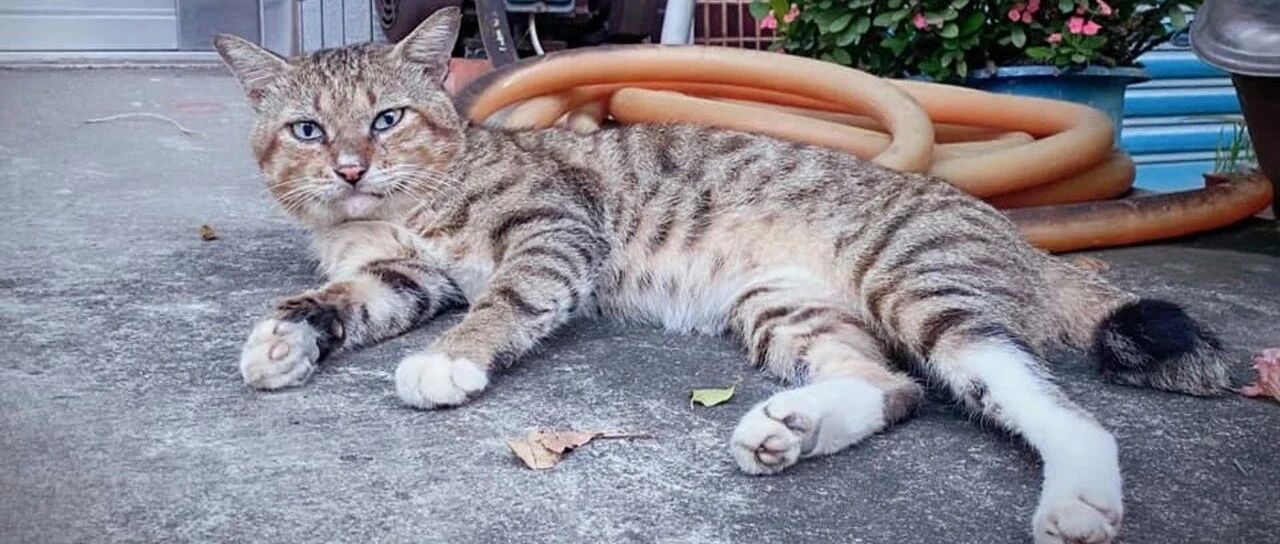 鸡鸭鱼肉罐罐都不喜欢！猫狂舔这个部位让妈秒懂:奴才马上为您准备~