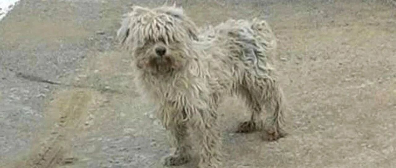 流浪狗惨到像拖把，被救时都没力气挣扎，最后竟雪白到惊艳众人！