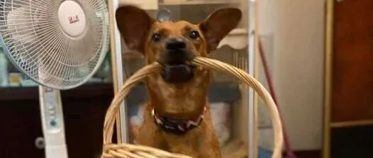 狗狗一系列孝顺行为让网友们直落泪，可是主人却想把它“赶”走...