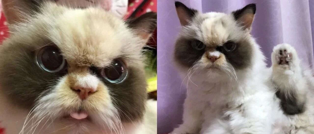 爱猫患甲状腺亢进仅剩一年时间，我借贷赴美就医只为改变命运：我真的…不能没有它