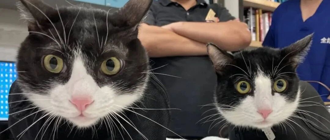 奶牛猫在诊所遇同款，另一只却不是来看病，心疼同猫不同命...