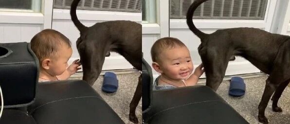 婴儿露出迷之微笑，紧接着小手就抚摸上“帅哥铃铛”！狗：性骚扰啊！快报警！