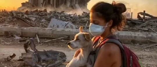 黎巴嫩爆炸许多主人与宠物失散，义工一个举动令这些主人崩溃大哭…