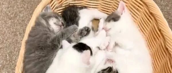 小奶猫等不及吃饭，竟用出这招...惊呆铲屎官，看着就好疼！