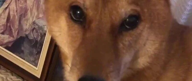 柴犬每吃一口饭就要扭头讨摸摸，众人大呼太温柔，其实这背后竟有心酸秘密…