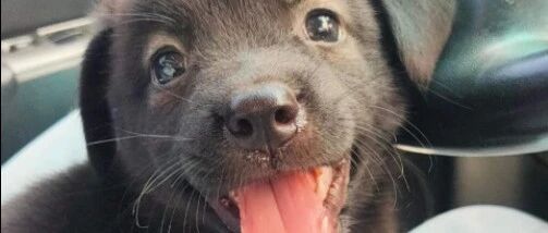 小奶狗意外摔伤后，两孩子留下暖心纸条...太有责任感了！