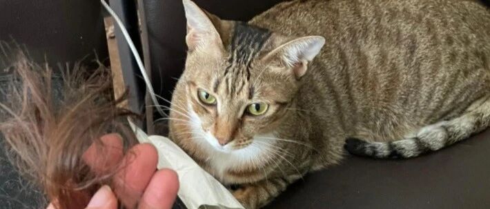 家有9只猫，但干了坏事，主人却立马笃定这一只...