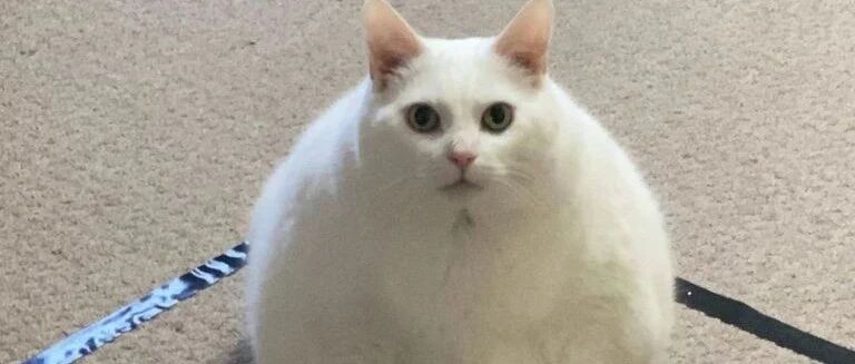 铲屎官半夜焦虑，看见猫咪一个动作后，竟瞬间踏实下来了...