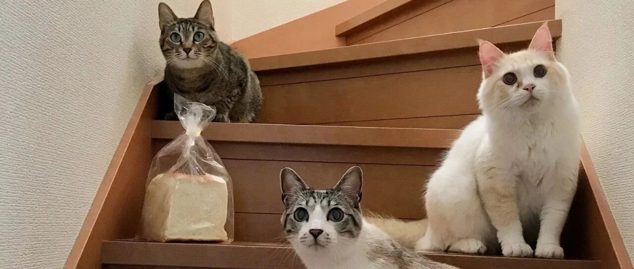 面包不翼而飞，竟是三只猫合力偷走？被发现时的表情笑喷主人！