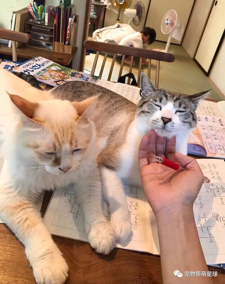 面包不翼而飞 竟是三只猫合力偷走 被发现时的表情笑喷主人 柠檬资讯
