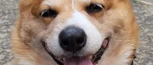 胖柯基遭网暴，于是每天发愤图强运动，终于...网友们疯狂点赞！