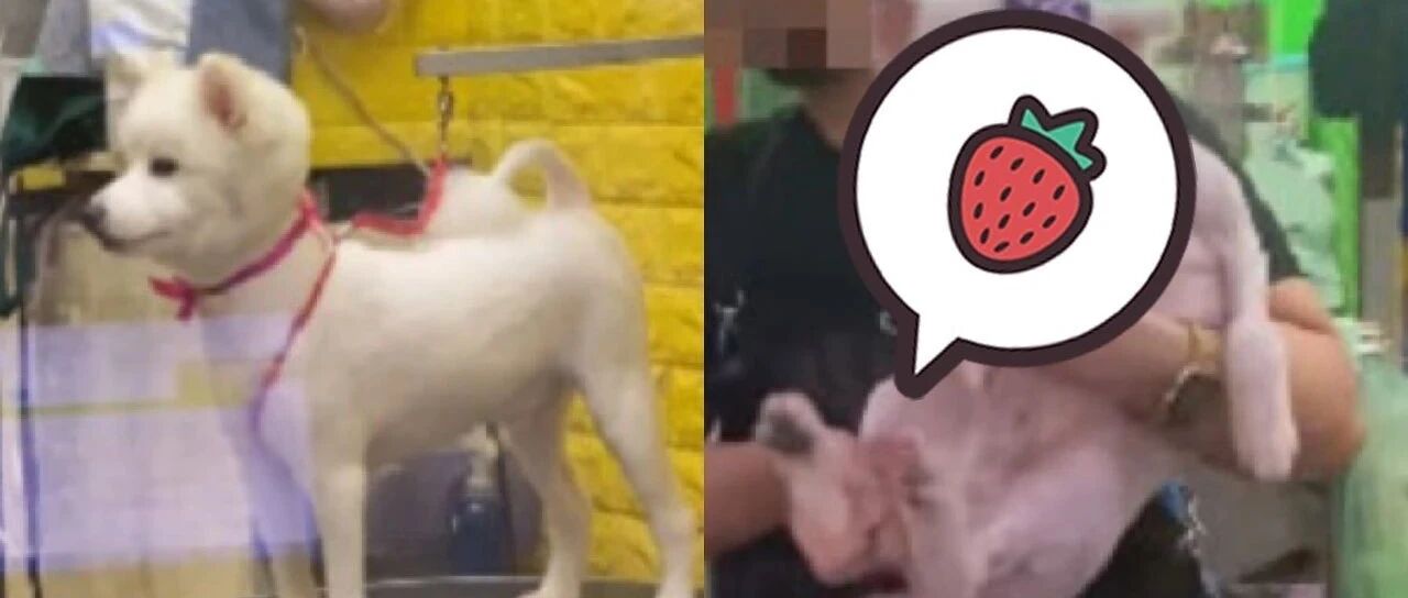 以为爱犬剪毛后变稳重！妈感动落泪3秒后听到叫声：你儿子在这儿！