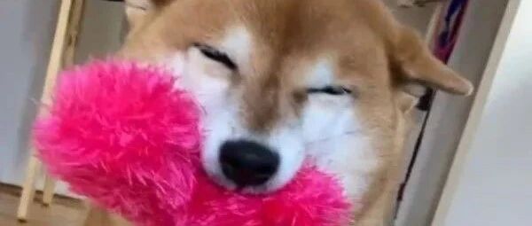 主人回家，柴犬叼玩偶热情欢迎，眯眼笑超治愈~