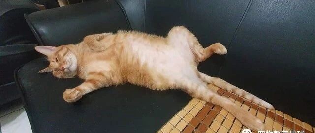 妈早起和爱猫甜蜜亲亲，结果下秒惊见谜之生物残骸，立马吓到崩溃！