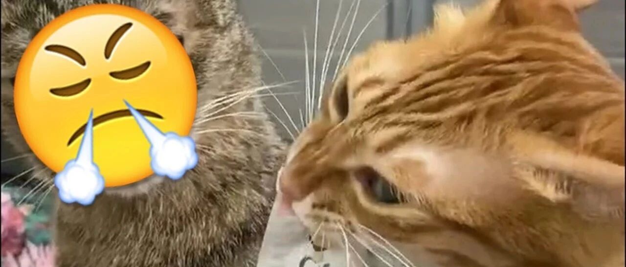 挑衅失败没抢到肉泥，猫咪秒变哭相，让众人大呼心疼！妈立马戳穿：它是只绿茶！