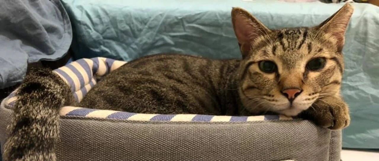 爱猫离世两个月，40岁妈妈却收到意外惊喜，开心痛哭：终于等到这一天了…