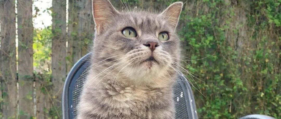 女子突然接到2400公里外的电话，竟然找回丢失7年的猫咪！