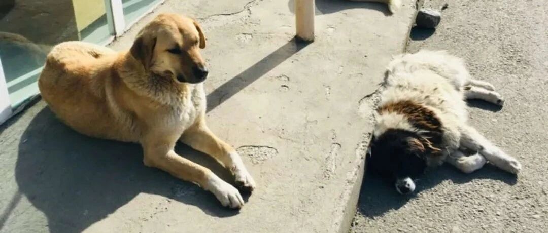 女子每天上班都会被一群流浪汉热情迎接，每一个画面都超治愈！