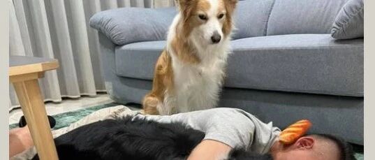 男主人醉倒汪弟叼来玩具求玩耍，背后汪姐一脸鄙视：“这两只什么玩意。”