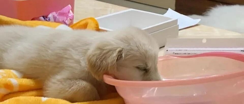 金毛一系列操作令主人崩溃，主人狂按遥控器：“求求你消失吧！”