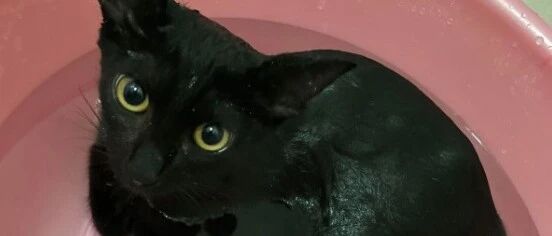 猫奴幸运领养到爱洗澡的黑猫，羡煞一网友：“请问同款猫咪在哪里领！”