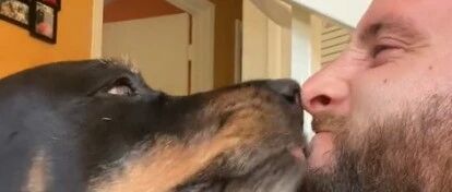 影帝罗威纳演戏倒地不起：“还没完呢！”主人硬着头皮继续....