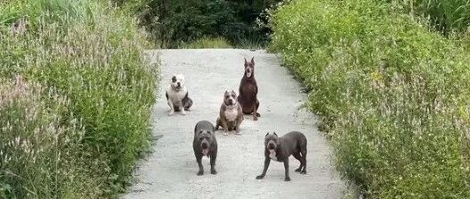 网友过桥遇五只霸犬，狗们：“要从此路过，留下买肉钱！”