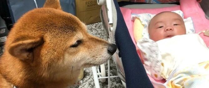 柴保姆带娃成功哄睡，铲屎官看到画面瞬间笑喷：离大谱！