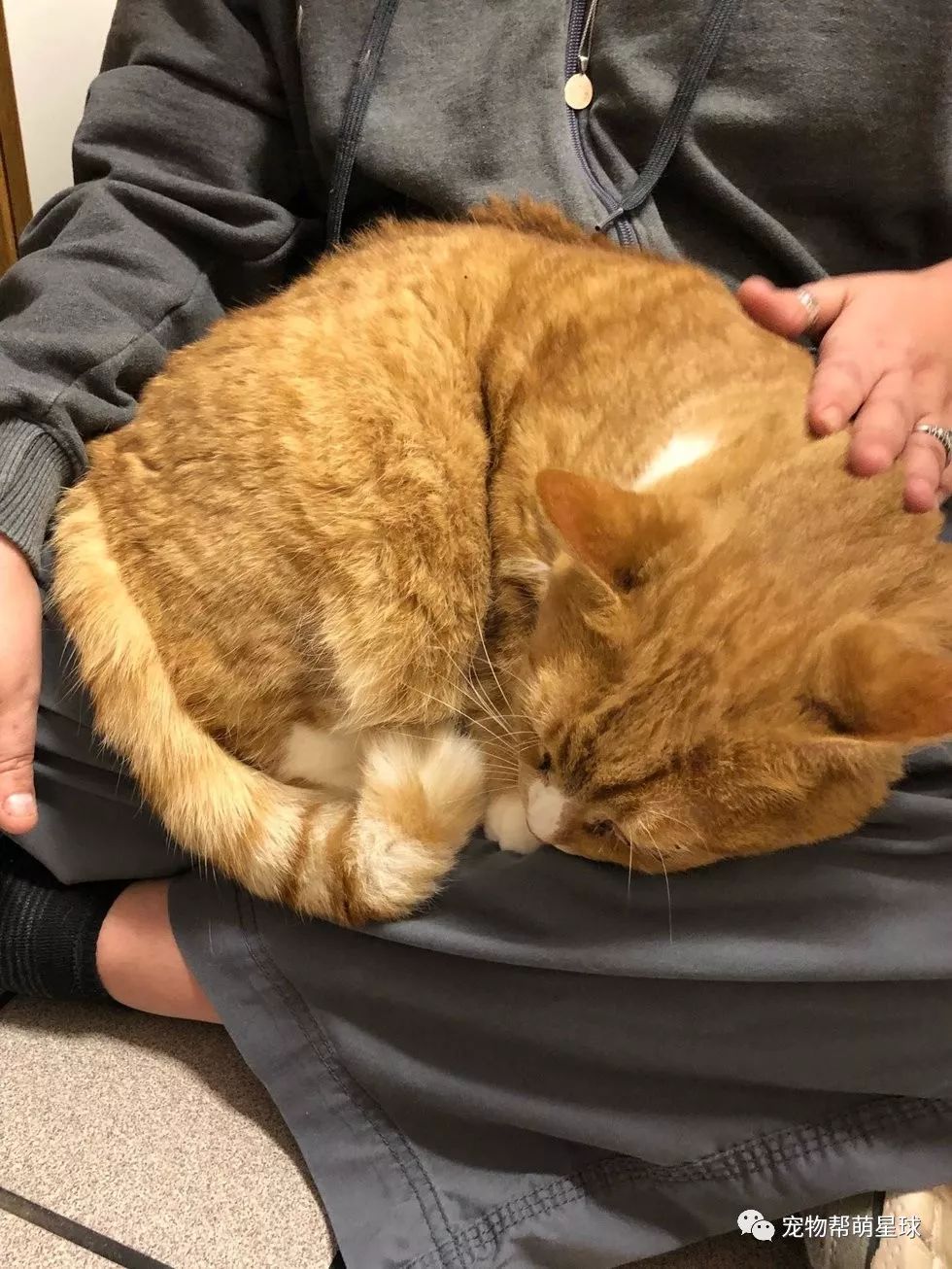 高顏值橘貓被棄養，收容所員工：它只想睡在大腿上撒嬌，有錯嗎？ 萌寵 第2張