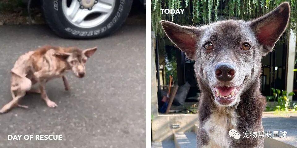 猫咪被喷漆 对人不信任 表情超凶还暴躁 但也掩盖不住高颜值 萌宠 训练养宠技巧 宠物用品 微信头条新闻公众号文章收集网