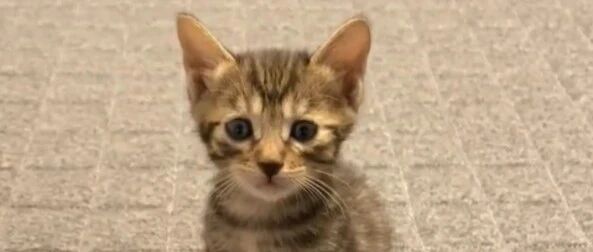 小奶猫独自坐一旁，看其它猫咪喝奶，竟还皱起眉头怀疑猫生...