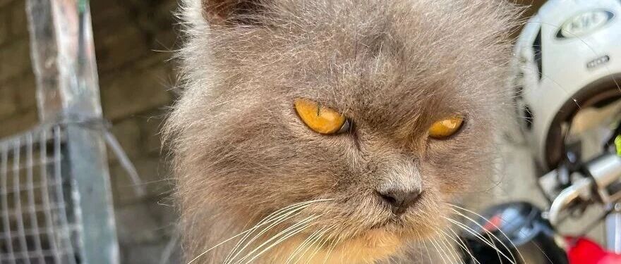 猫咪被喷漆，对人不信任，表情超凶还暴躁，但也掩盖不住高颜值~