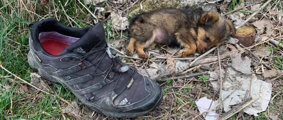 小奶狗独自睡垃圾堆，还没鞋大竟就被遗弃，被救后变到认不出...