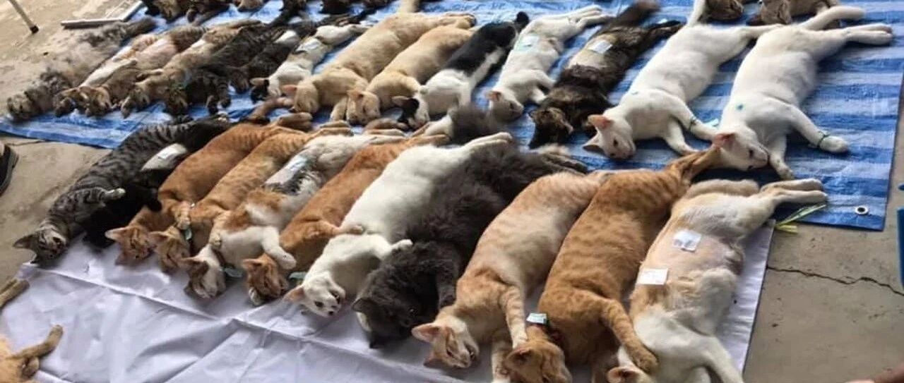 超震撼百只猫咪被集体屠杀？围观者还一脸轻松，网友看过去瞬间吓到崩溃！