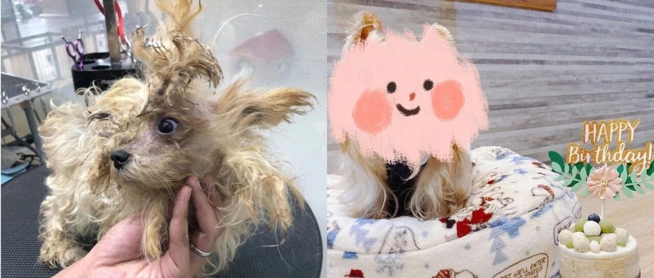 约克夏浑身毛发打结脏兮兮被主人带到宠物店弃养，美容师打理后竟发现是绝世美狗！
