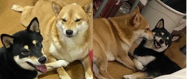 黄柴在睡觉，黑柴却疯狂推搡，但黄柴的反应却让人佩服，太能忍！