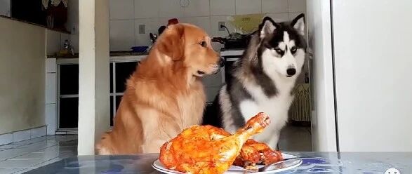 金毛VS哈士奇，美食诱惑谁能坚持到最后！MD！这结果你猜对了吗？